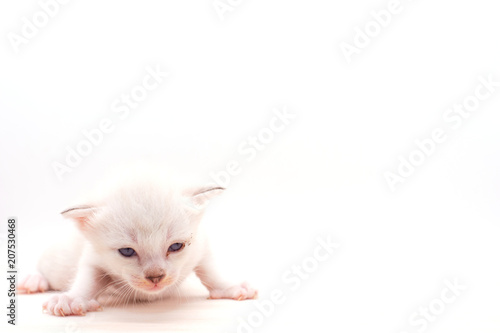 Wallpaper Mural Small kitten isolated on white background. Torontodigital.ca