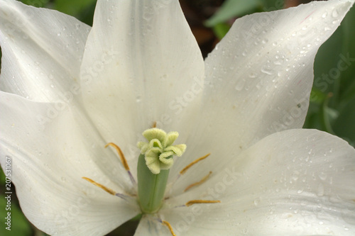 Weiße Blüte imt Stempel photo