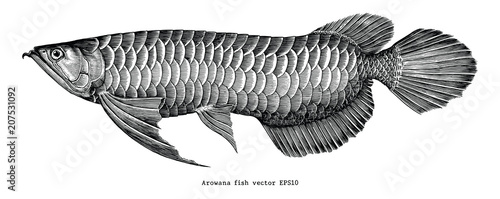 Arowana hand drawing vintage clip art