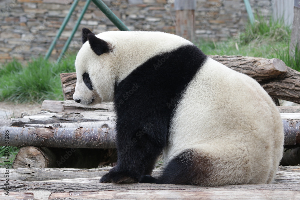 Funny Pose of Giant Panda , Dujiangyan, China