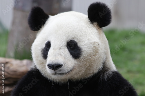 Fototapeta Naklejka Na Ścianę i Meble -  Funny Pose of Giant Panda , Dujiangyan, China