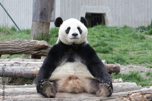 Fototapeta Naklejka Na Ścianę i Meble -  Funny Pose of Giant Panda , Dujiangyan, China