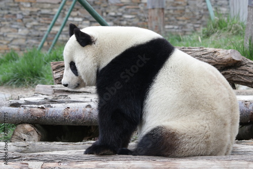 Fototapeta Naklejka Na Ścianę i Meble -  Funny Pose of Giant Panda , Dujiangyan, China