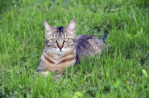 Cat lying on green grass