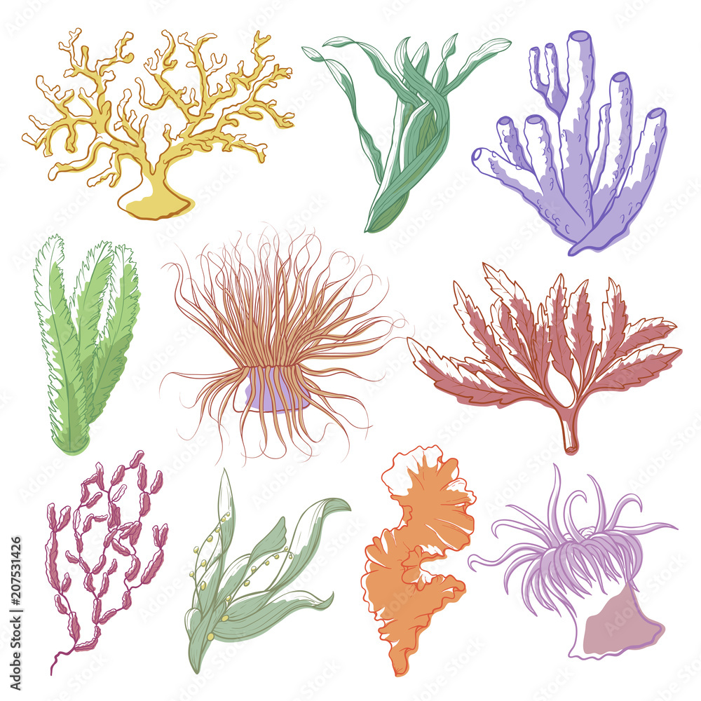 Naklejka premium Seaweed and coral set