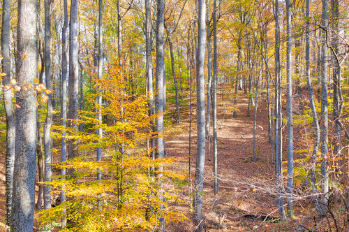 Empty yellow, golden autumn hike forest with tall trees in Harper's Ferry, West Virginia with fall foliage, fallen brown leaves, trunks