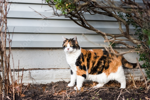 Obraz na plátne Calico cat outside green garden face under bushes, curious hunting eyes on porch