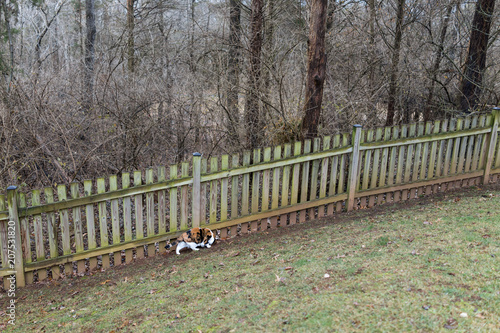 Calico cat curious exploring house backyard by wooden fence, garden, green grass in autumn, winter or spring, forest