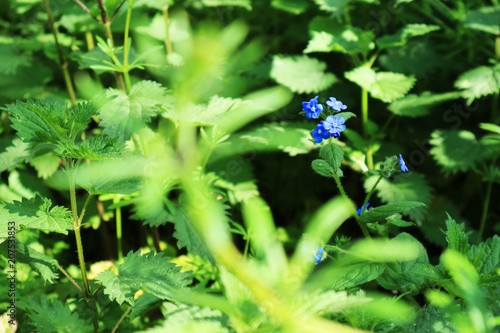 Purple flowers among leaves flield photo