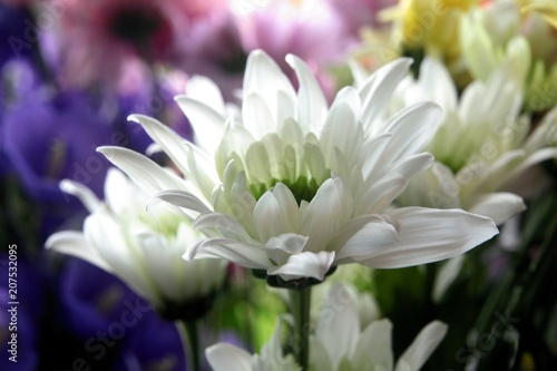 multicolor chrysanthemum flowers close up