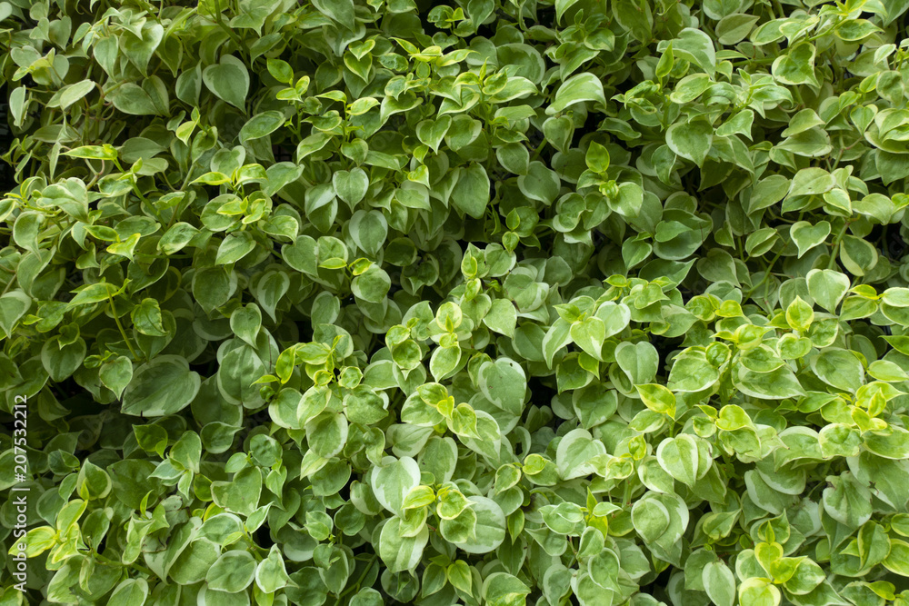 Background of beautiful of plant. Background of beautiful of plant.