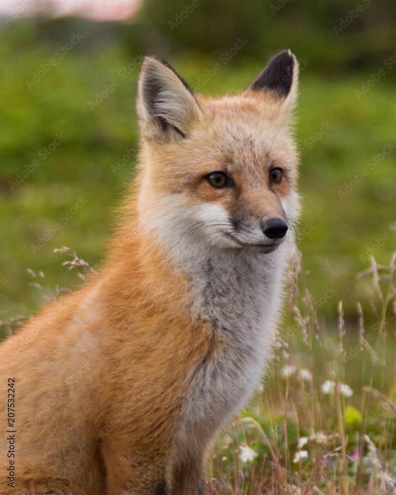 Red Fox Red Fox