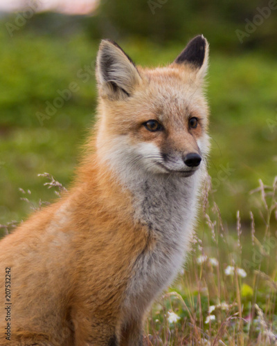 Red Fox © benji