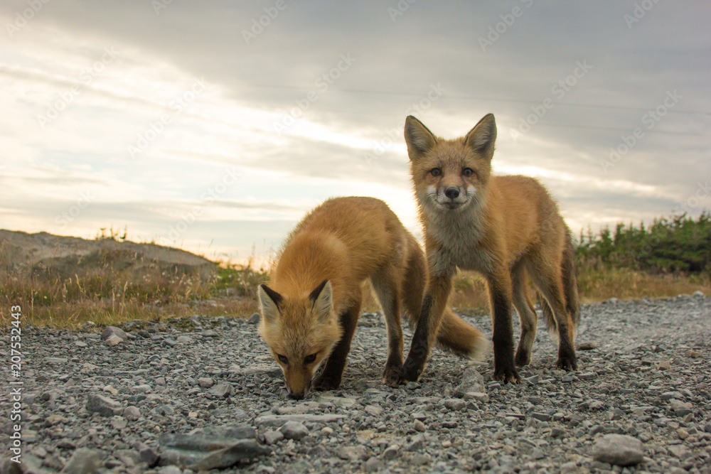Fototapeta premium Red Fox