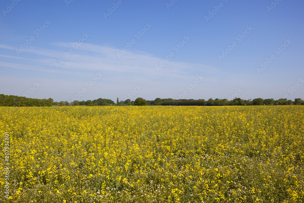 oilseed rape crop and woodland