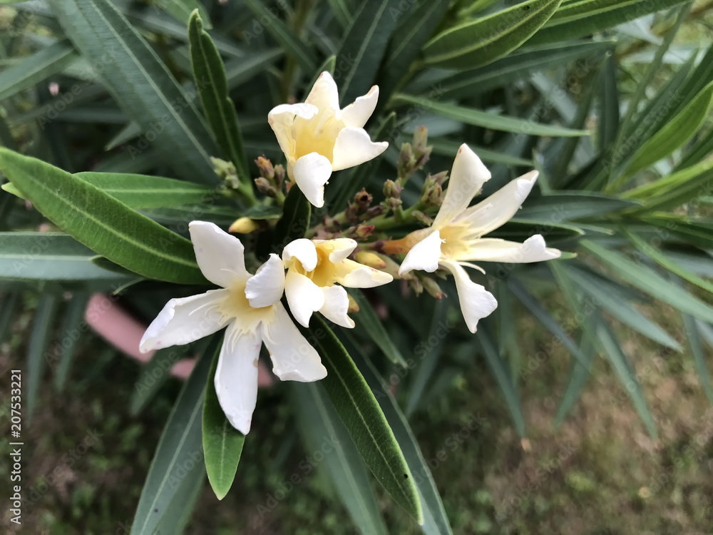 White oleander. White oleander.