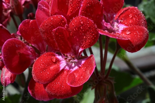 pretty flowers of geranium potted plant close up