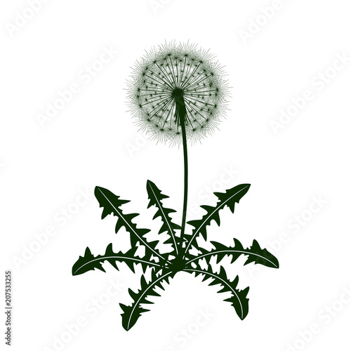 Fototapeta Naklejka Na Ścianę i Meble -  Dandelion flower icon