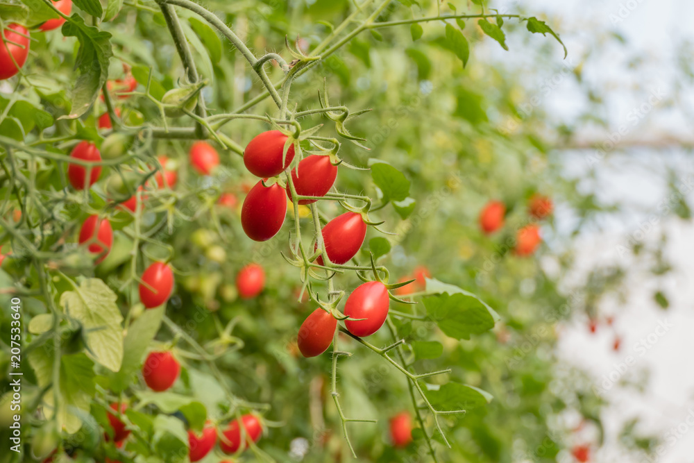 Fresh ripe tomatoes Fresh ripe tomatoes