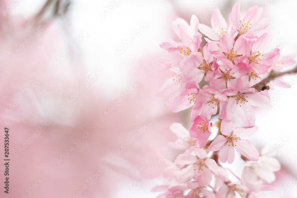 桜咲く 桜咲く