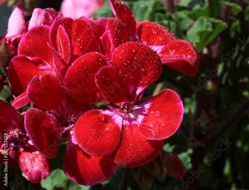 pretty flowers of geranium potted plant close up photo