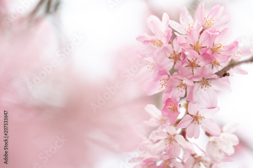 桜咲く © EDGE M
