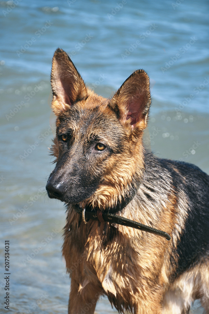 German Shepherd swimming in the ocean. Big dog playing at the coast. Seascape. Wet pet near the sea German Shepherd swimming in the ocean. Big dog playing at the coast. Seascape. Wet pet near the sea