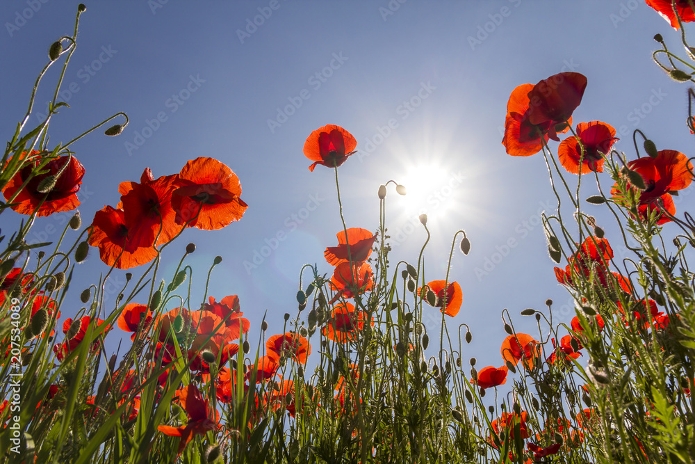 Fototapeta premium Low angle view of wonderful bright fully blooming red poppies and buds on high green stems lit by summer sun against bright blue sky. Beauty and tenderness of nature concept.