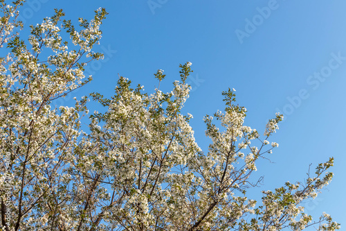 山桜