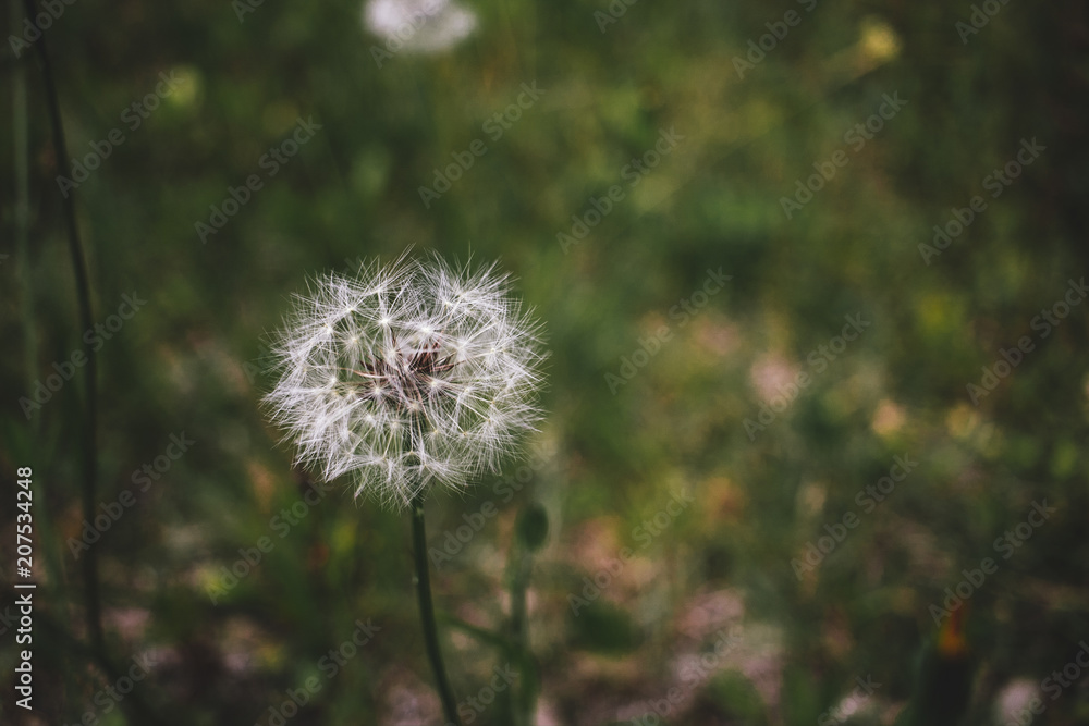 Dandelion in a green, grassy field