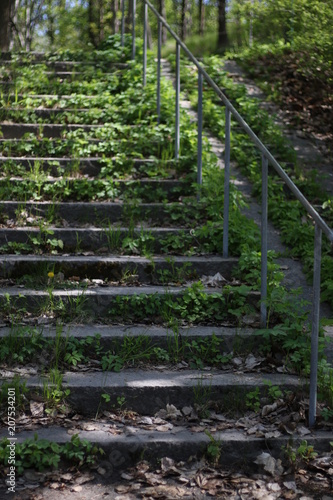 Stairway in nature