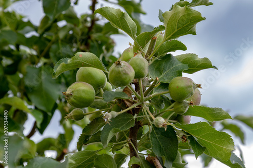 Unripe apples hanging at the tree in spring