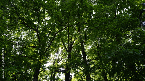 Green Nature in Russia Moscow