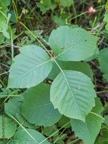 Poison Ivy Leaflet