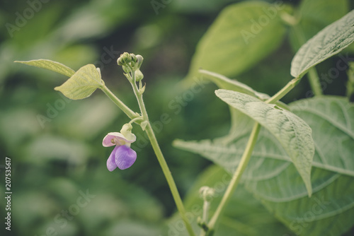 Flowering Bean Plant