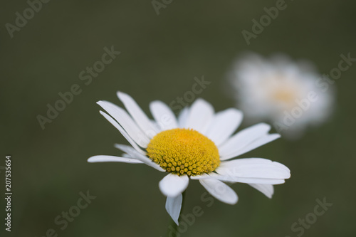 Daisy Flower Closeup