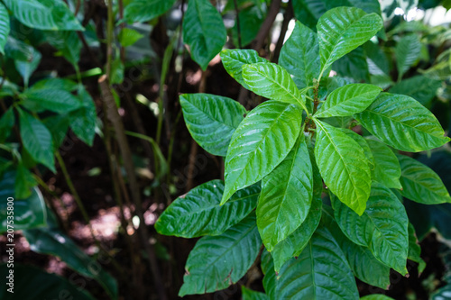vibrant green leaves of breaking root, wild coffee, psychotria nervosa rubiaceae