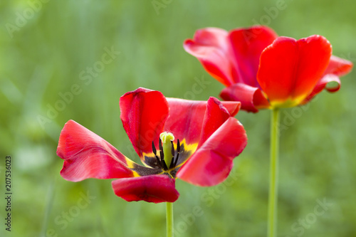 Beautiful close-up picture of wonderful bright red spring flowers tulips on high stems lavishly blooming on blurred green bokeh background in garden or field. Beauty and protection of nature concept.