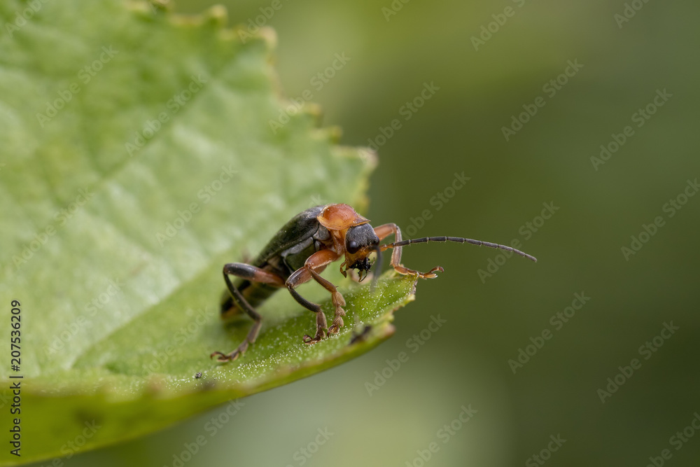 Soldier beetle, Cantharidae, walking on tree leaves and about to take off flying during June in scotland. Soldier beetle, Cantharidae, walking on tree leaves and about to take off flying during June in scotland.