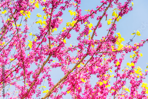 Pink flowers on cercis chinensis or chinese eastern redbud tree against blue sky