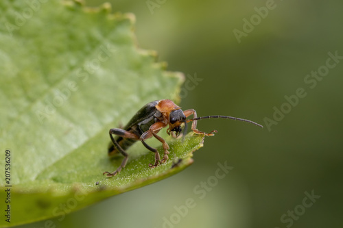 Soldier beetle, Cantharidae, walking on tree leaves and about to take off flying during June in scotland.