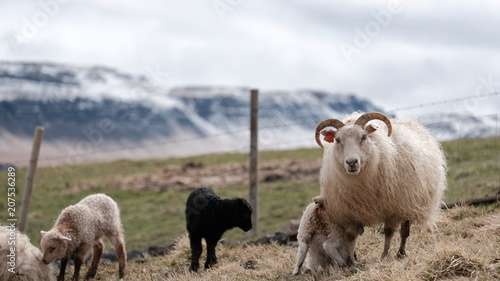 Fototapeta Naklejka Na Ścianę i Meble -  lamb season - Iceland