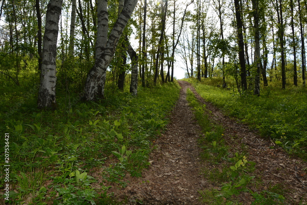 Obraz premium road through the forest