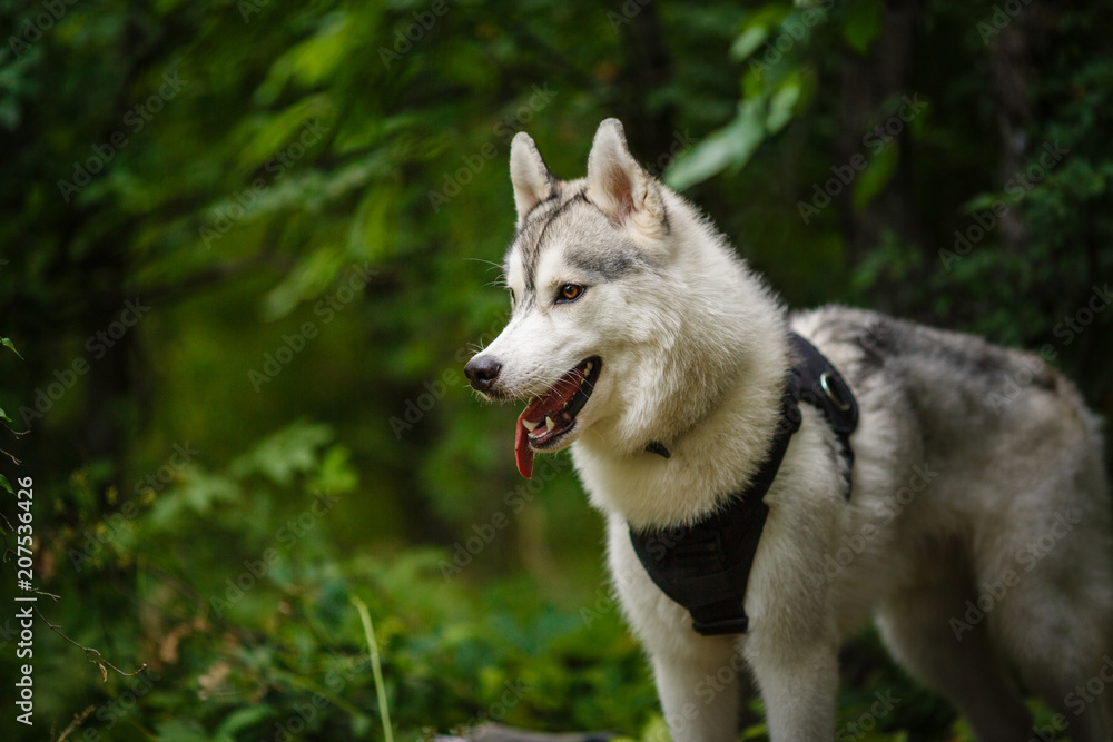 Fototapeta premium portrait of siberian husky