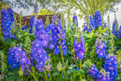Leinwand Poster Texas Hill Country Delphiniums