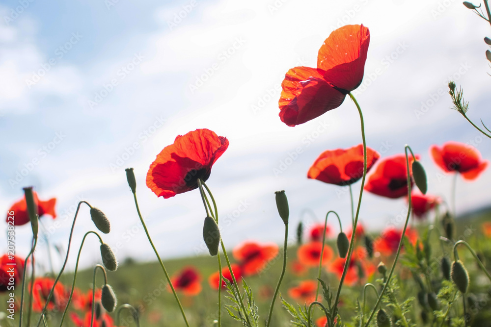 Obraz premium czerwone maki na tle białej chmury