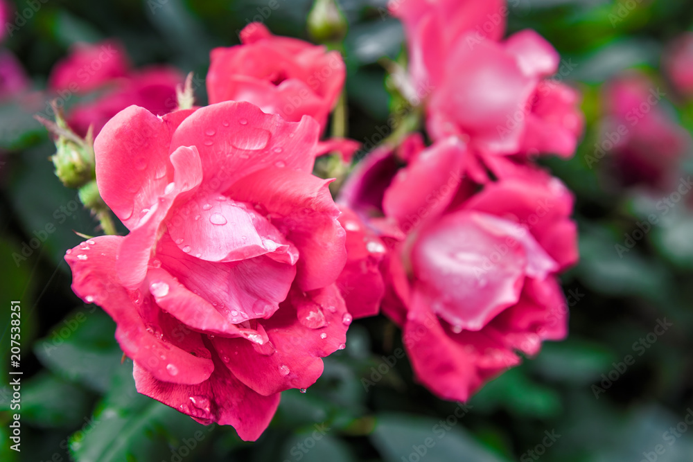 Macro closeup of red and pink blooming roses with water drops showing detail and texture Macro closeup of red and pink blooming roses with water drops showing detail and texture
