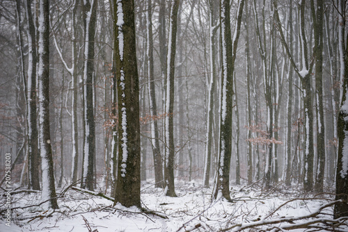 Winter beech forest