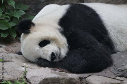 Fototapeta Naklejka Na Ścianę i Meble -  Sleeping Panda in Beijing, China