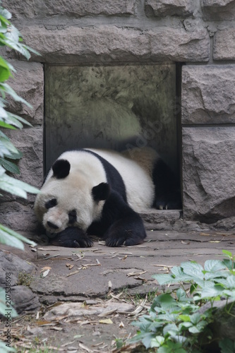 Fototapeta Naklejka Na Ścianę i Meble -  Sleeping Panda in Beijing, China